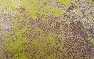 crem-plast069.jpg