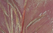 rilevato028.jpg